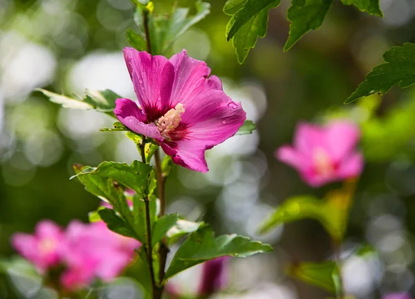 Kvetoucí Růžový Ibišek Květ Měkkým Zeleným Pozadím — Stock fotografie
