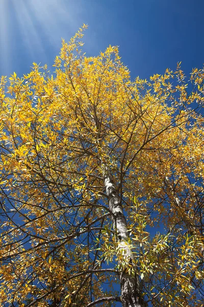 Golden Aspen Tree Med Blå Himmel Och Solstrålar Som Strålar — Stockfoto