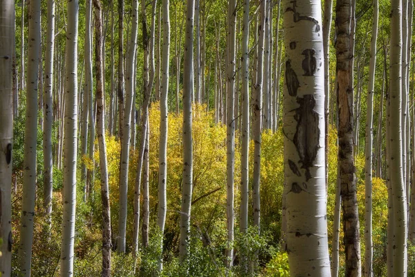 Skog Fylld Med Gyllene Asspen Träd Landsbygden Colorado — Stockfoto
