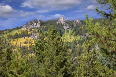 Altın Aspen ağaçları Colorado kırsalındaki sıradağları kaplıyor..