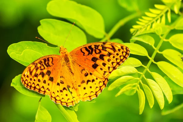 Orange Butterfly — Stock Photo, Image