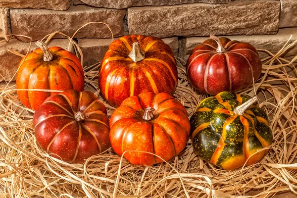 Herbstkürbisse — Stockfoto