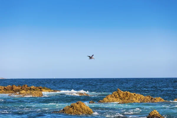 Pelikan und das Meer von Cortez — Stockfoto