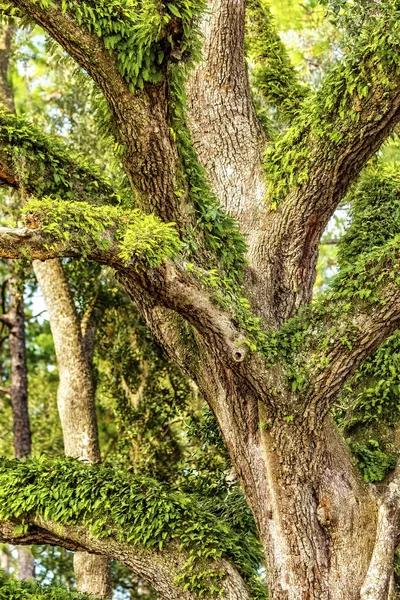 Schöne große Eiche — Stockfoto