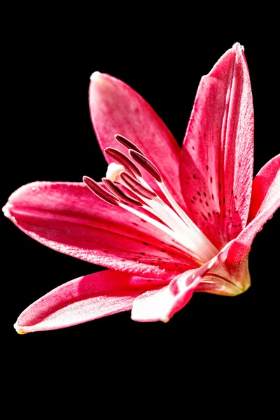 Day Lily — Fotografie, imagine de stoc