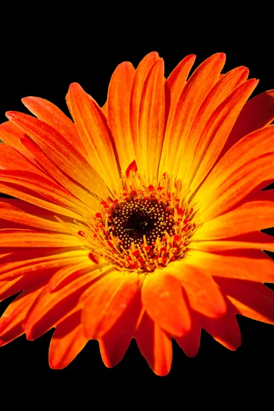 Gerber Daisy — Stockfoto