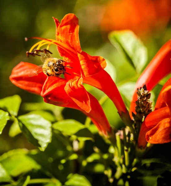 Ape su un fiore — Foto Stock