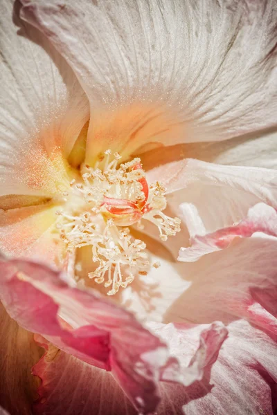 Confederate Rose Flower — Stock Photo, Image