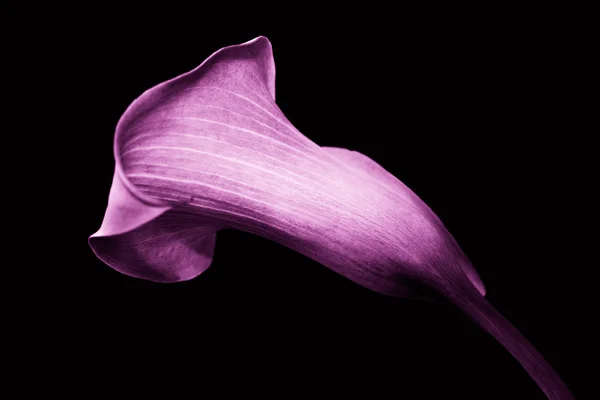 Calla Lily — Fotografie, imagine de stoc