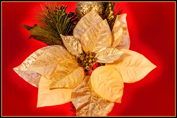 Gold Poinsettia — Stock Photo, Image