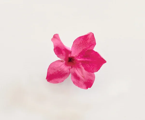 Azalea Flower — Stock Photo, Image
