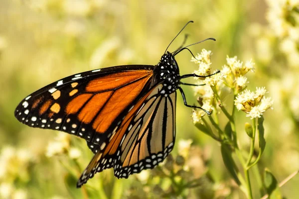 Monarchvlinder — Stockfoto