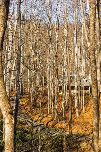 Log Cabine in het bos — Stockfoto