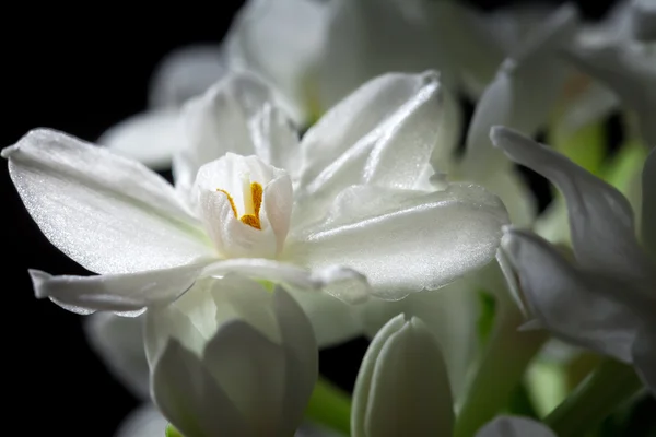 Нарцисс paperwhite — стоковое фото