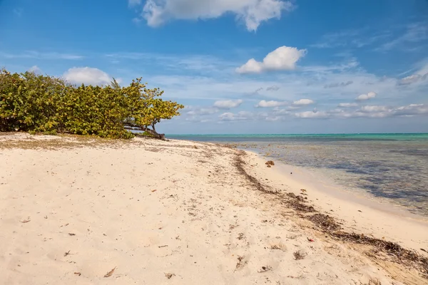 Stranden på Caymanöarna — Stockfoto