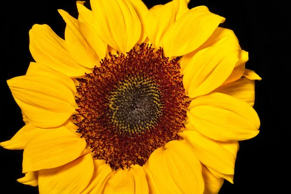 Sonnenblume — Stockfoto