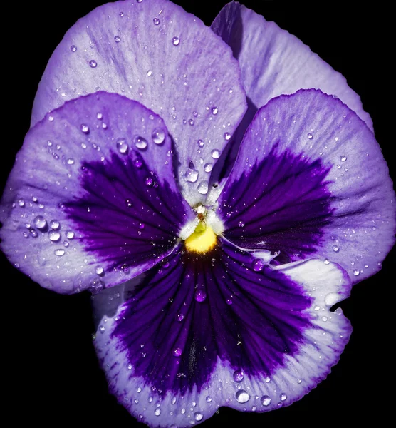 Purple Pansy — Stock Photo, Image