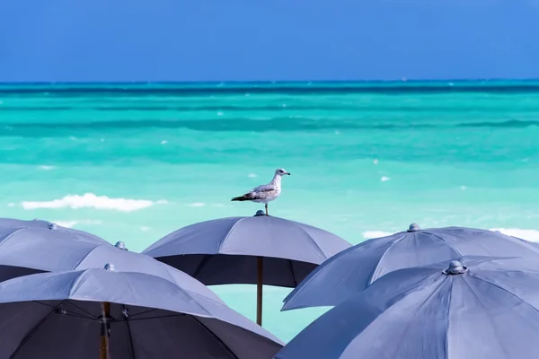Γλάρος σκαρφαλωμένο στην παραλία ομπρέλα — Φωτογραφία Αρχείου
