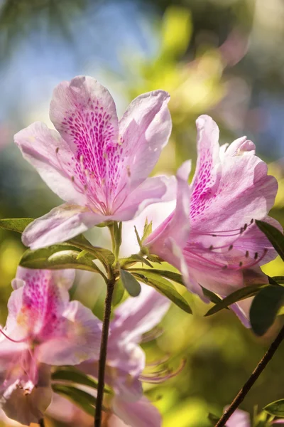 Azaleas de primavera —  Fotos de Stock