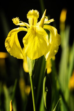 Sarı zambak çiçeği