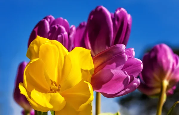 Tulipes jaunes et violettes — Photo