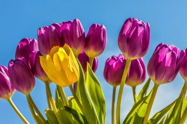 Gruppe frischer Tulpen — Stockfoto