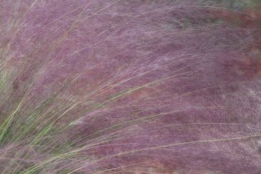 Çimenlerin yumuşak parıltısı, sonbaharda ortaya çıkan pembe tüylü tüyler..