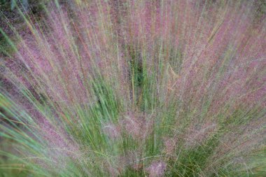 Çimenlerin yumuşak parıltısı, sonbaharda ortaya çıkan pembe tüylü tüyler..