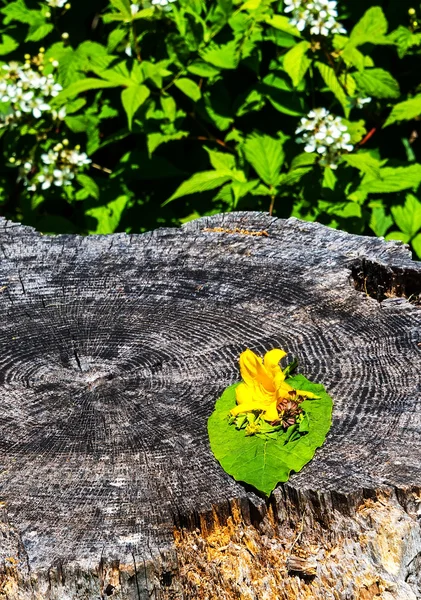 Giorno Giglio fiore — Foto Stock