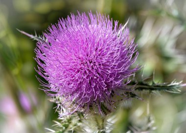 Mor devedikeni çiçeği, Amerika 'nın doğusunda, güneyinde, güneşli, kumlu ve sorunlu bölgelerde bulunan yerel, dikenli, uzun ömürlü bir kır çiçeği..