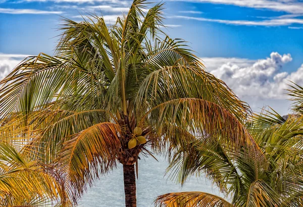 Palmeira contra céu azul — Fotografia de Stock