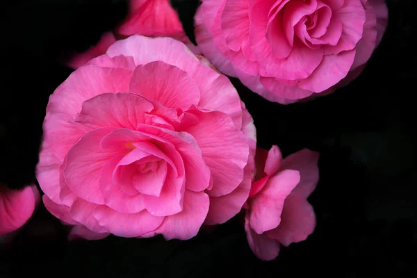 Camellia's On Black Background — Stock Photo, Image