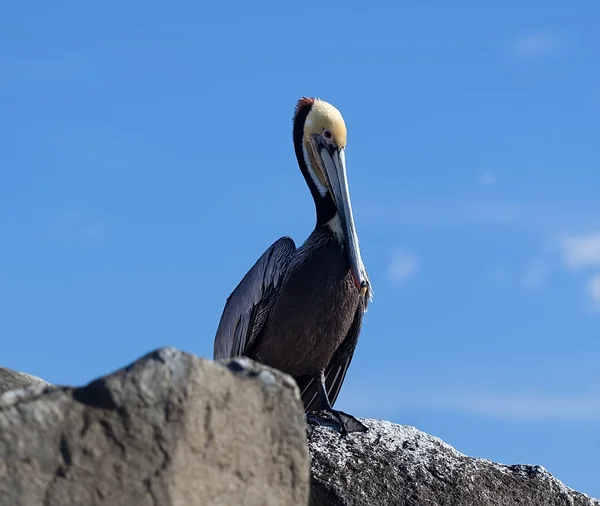 Pelicano na natureza — Fotografia de Stock