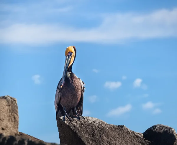 Pelícano marrón en la naturaleza — Foto de Stock