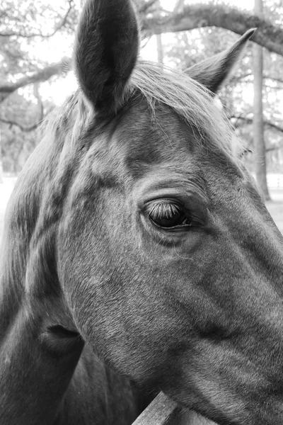 Caballo en blanco y negro —  Fotos de Stock