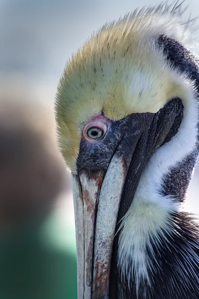 Pelikan in freier Wildbahn — Stockfoto