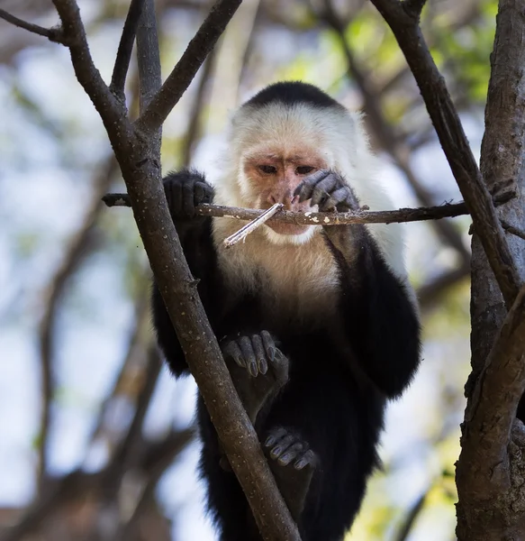 Macaco-prego na natureza — Fotografia de Stock