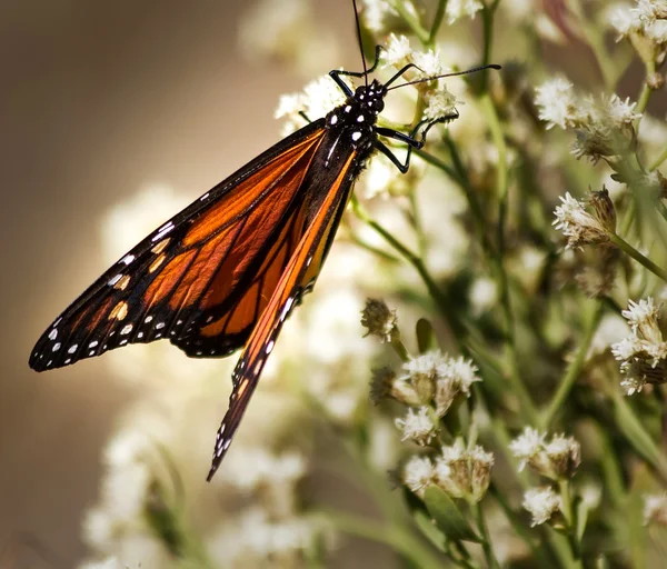 Farfalla monarca sulla pianta — Foto Stock