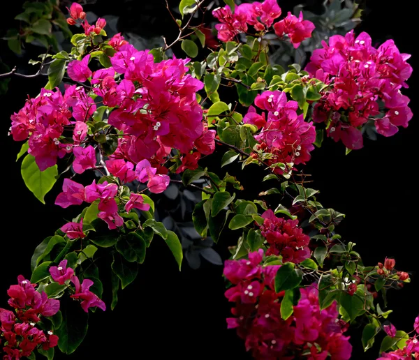 Planta Bougainvillea rosa — Fotografia de Stock