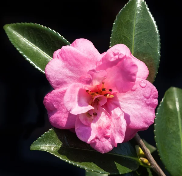 Flor de camelia rosa —  Fotos de Stock