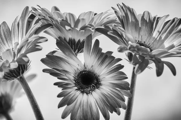 Gerber Daisies siyah beyaz — Stok fotoğraf