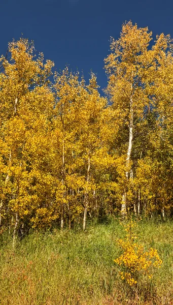 Arbori Aspen în Colorado — Fotografie, imagine de stoc