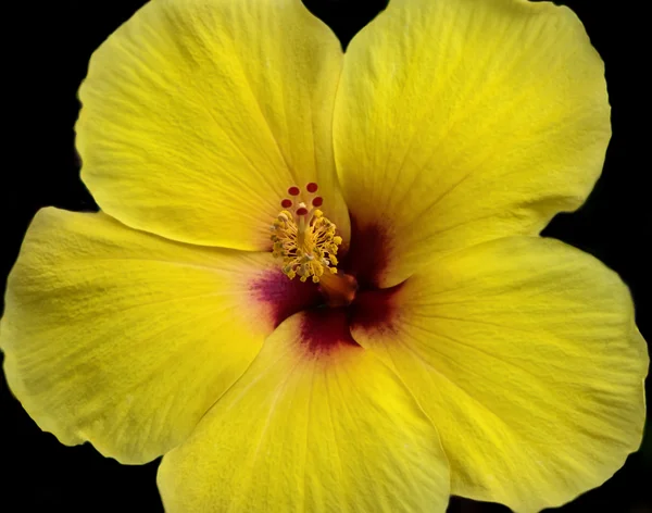 Flor amarela de hibisco — Fotografia de Stock