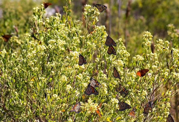 Farfalle monarca su cespuglio di fiori — Foto Stock
