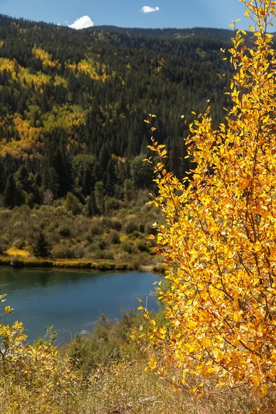 Colorados Aspen träd — Stockfoto