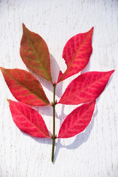 Rött löv på vitt — Stockfoto