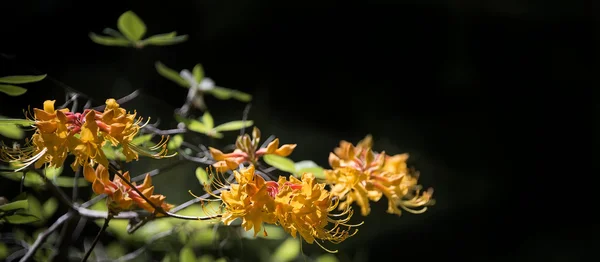 Flor de madressilva com fundo escuro — Fotografia de Stock