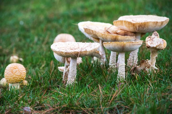 Patch de champignons dans l'herbe — Photo