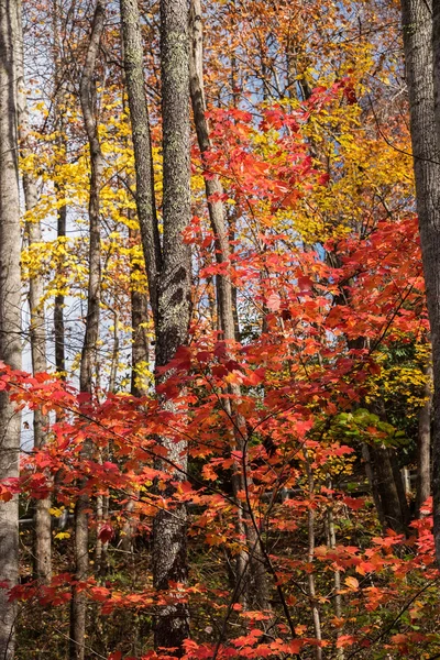 Autumn Forest Landscape Stock Image