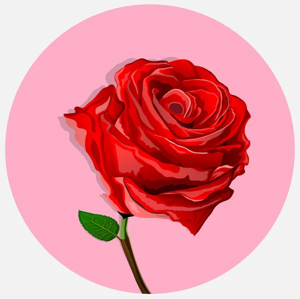 Piros rózsák nagyon szépek — Stock Vector